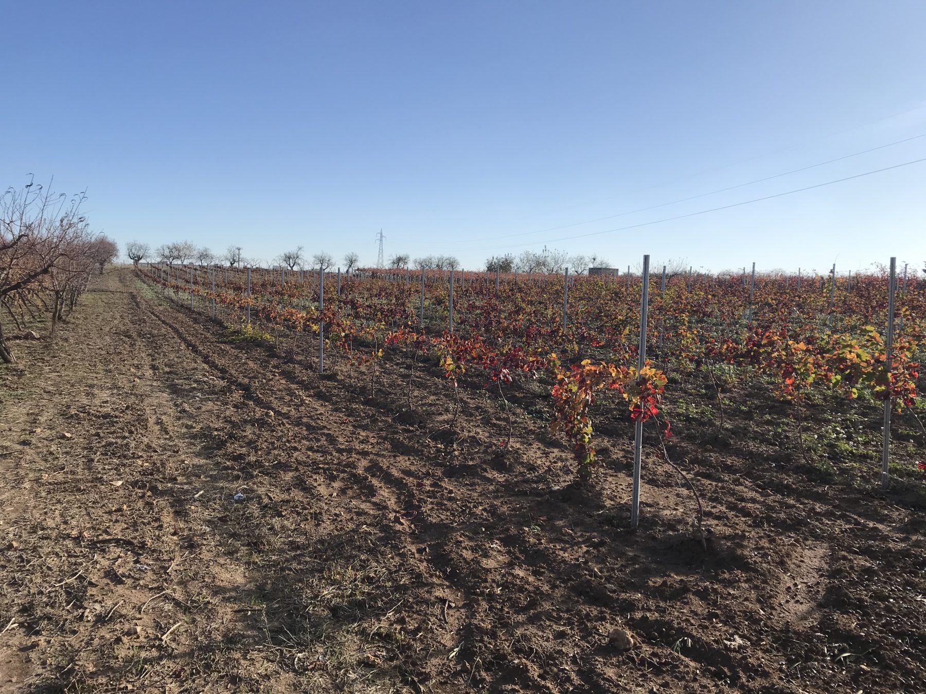 Vitivinicolo, per il 2020 autorizzazioni per circa 6.772 ettari