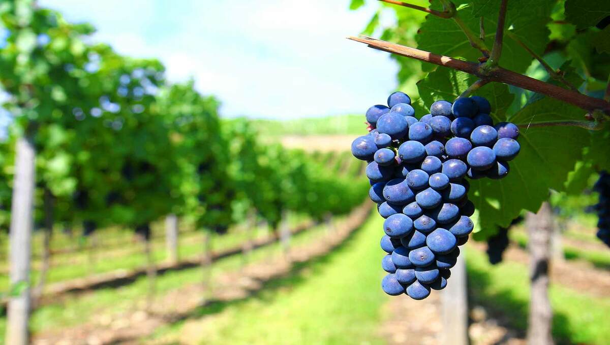 Vitivinicolo ed Emergenza Covid-19: le istruzioni operative di AGEA